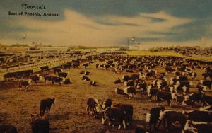 Stockyards cattle 1947