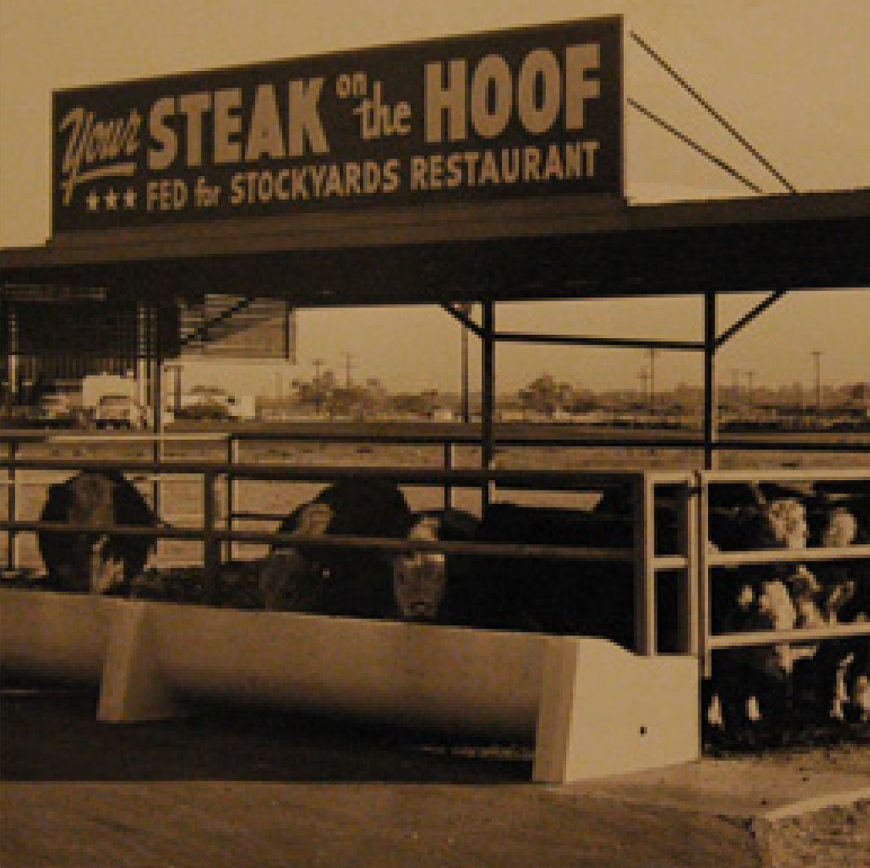 photo-steakonthehoof